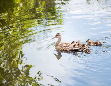 RiverTown - Forest by Mattamy Homes in St. Johns - image 20