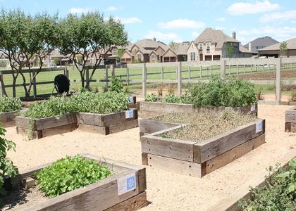 Harvest by CB JENI Homes in Argyle - photo 13 13