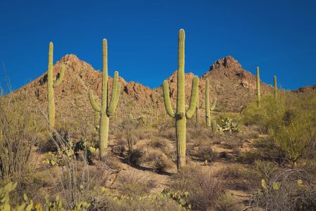 Camilo at Santana by Elliott Homes in Yuma - image 10