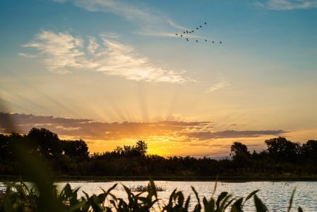 Painted Tree Woodland District 70 by Bloomfield Homes in McKinney - image 9