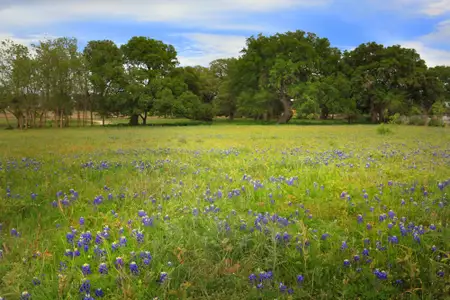 Caliterra 80's by Drees Custom Homes in Dripping Springs - photo 74 74