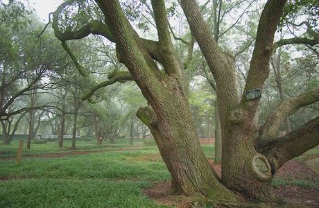 Hitchcock Preserve 60' by Veranda Homes in Aiken - image 12