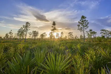 Mariposa at EverRange 50' Gold Series by Riverside Homes in Jacksonville - image 8