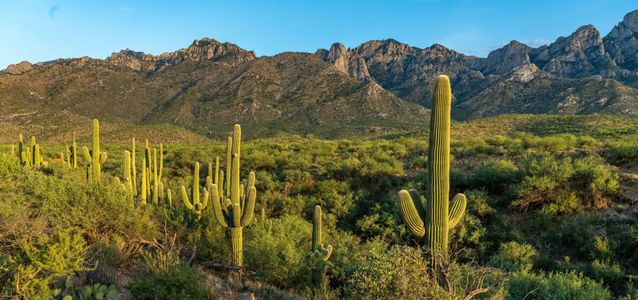 Stone House by Mattamy Homes in Sahuarita - image