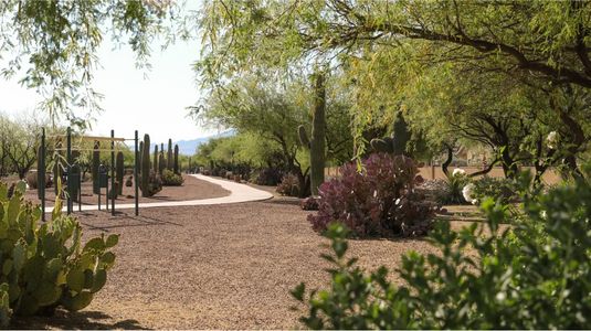 Rancho Sahuarita: Entrada Del Toro Saguaro Collection 19