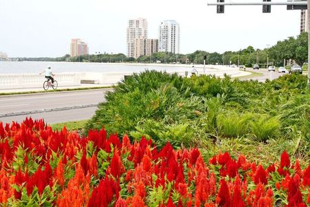 South Tampa - Urban Collection by David Weekley Homes in Tampa - photo 17 17