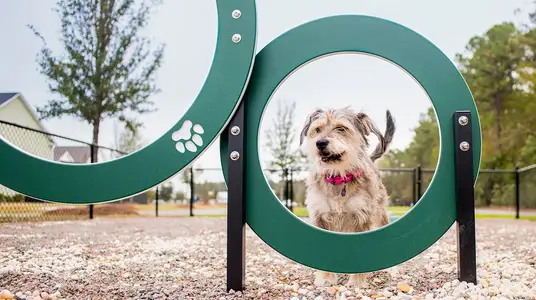 Horizons at Carnes Crossroads | 55+: Cottage Collection by Lennar in Summerville - image 19