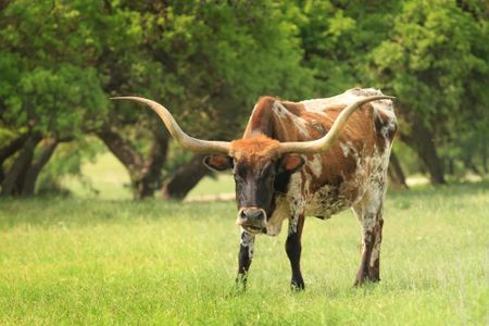 Caliterra 110's by Drees Custom Homes in Dripping Springs - photo 71 71