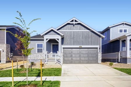 New construction Single-Family house 1662 Drumming Dr, Windsor, CO 80550 plan Dolly - image