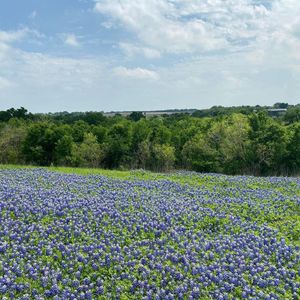 New construction Single-Family house 9801 Petrichor Blvd, Manor, TX 78653 null- photo 17 17