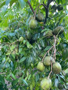 New construction Single-Family house 340XX Sw 217 Ave, Homestead, FL 33034 - image