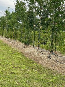 New construction Single-Family house 340XX Sw 217 Ave, Homestead, FL 33034 - image