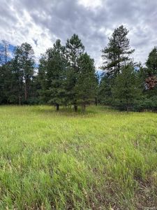New construction Single-Family house 5028 Crow Dr, Larkspur, CO 80118 - image
