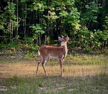 New construction Single-Family house Lot C Lot C Monotropa Trail, Efland, NC 27243 - photo 0