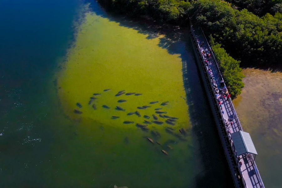 The Manatee Viewing Center Just 15 Minutes Away