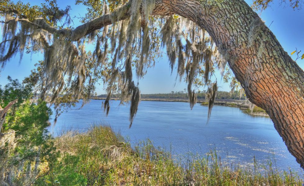 Natural surroundings and green spaces near Tidewater in Jacksonville, FL (Image 58). Natural surroundings and green spaces near Tidewater in Jacksonville, FL (Image 58).