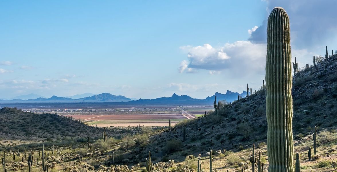 Desert trail with a cactus in the foreground and mountains in the background Desert trail with a cactus in the foreground and mountains in the background