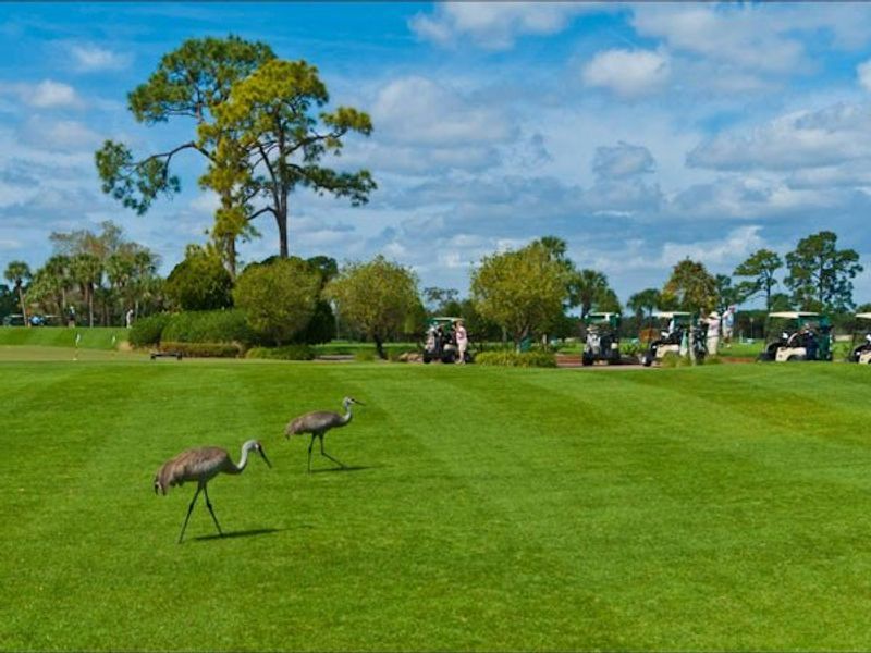 Natural surroundings and green spaces near Bent Pine Preserve in Vero Beach, FL (Image 82).