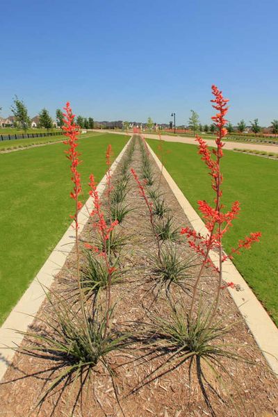 Image 84 of the The Parks at Wilson Creek: 40ft. lots community in Celina, TX.