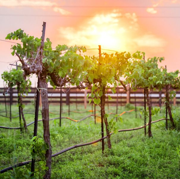 Natural surroundings and green spaces near Harvest Green 75′ in Richmond, TX (Image 22).