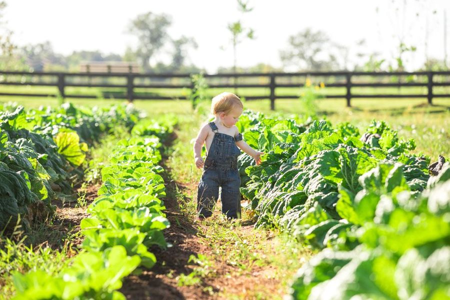 Harvest Green Image 46 Harvest Green Image 46