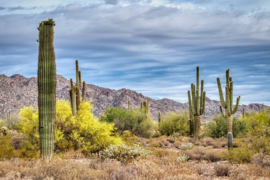 Surprise White Tank Mountain Cacti