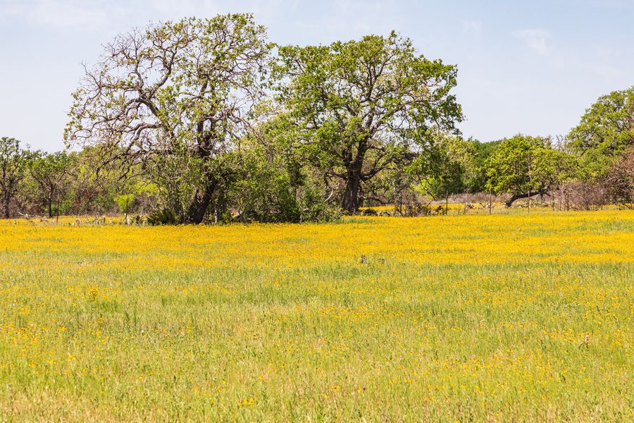 Natural surroundings and green spaces near Hilltop Ranch in Leander, TX (Image 4). Natural surroundings and green spaces near Hilltop Ranch in Leander, TX (Image 4).