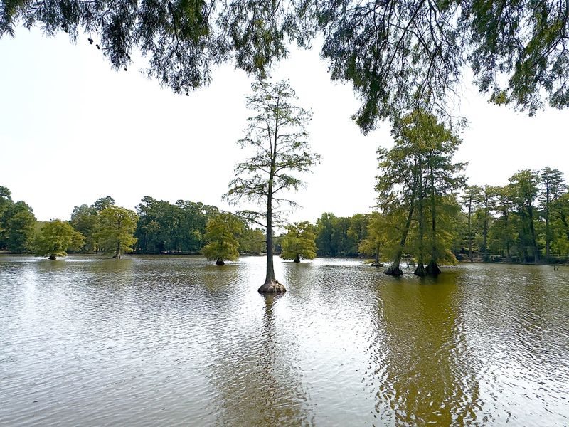 Image 10 of the Beechcreek community in Sumter, SC.