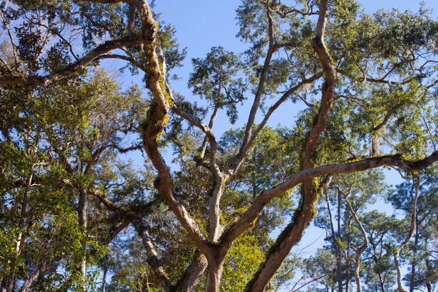 Front exterior of a home in the Fleming Estates community, located in Fleming Island, FL (Image 11).