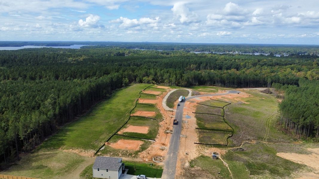 A large green field with rows of trees and a road. A large green field with rows of trees and a road.