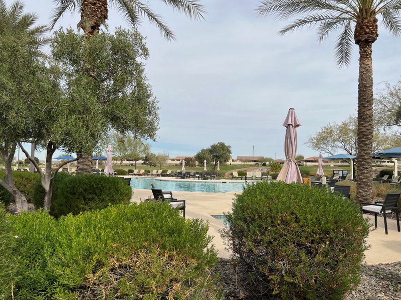 A scenic community pool with lush landscaping and palm trees at CantaMia at Estrella 55+ by Taylor Morrison in Goodyear, AZ.
