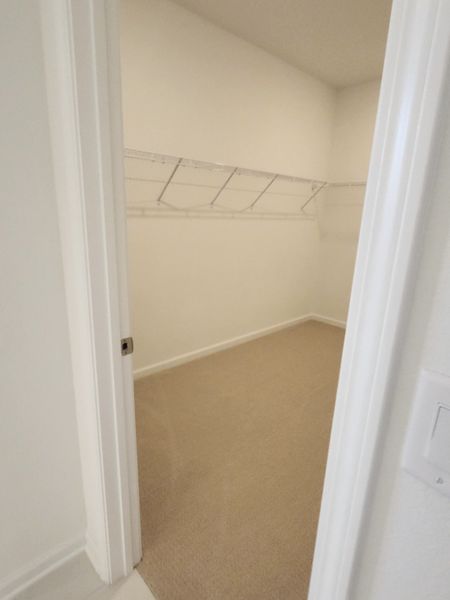 A spacious walk-in closet featuring neutral carpeting and ample shelving for organization.