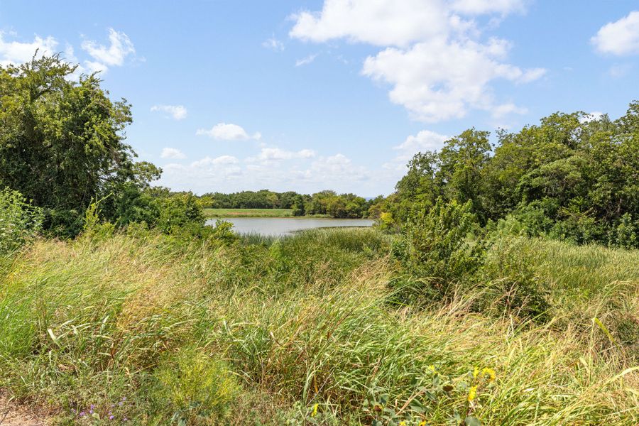 Natural landscape with tall wild grass, a pond, and surrounding trees under a blue sky