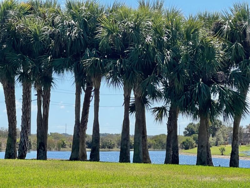 Natural surroundings and green spaces near Lakes At St Sebastian in Sebastian, FL (Image 58).