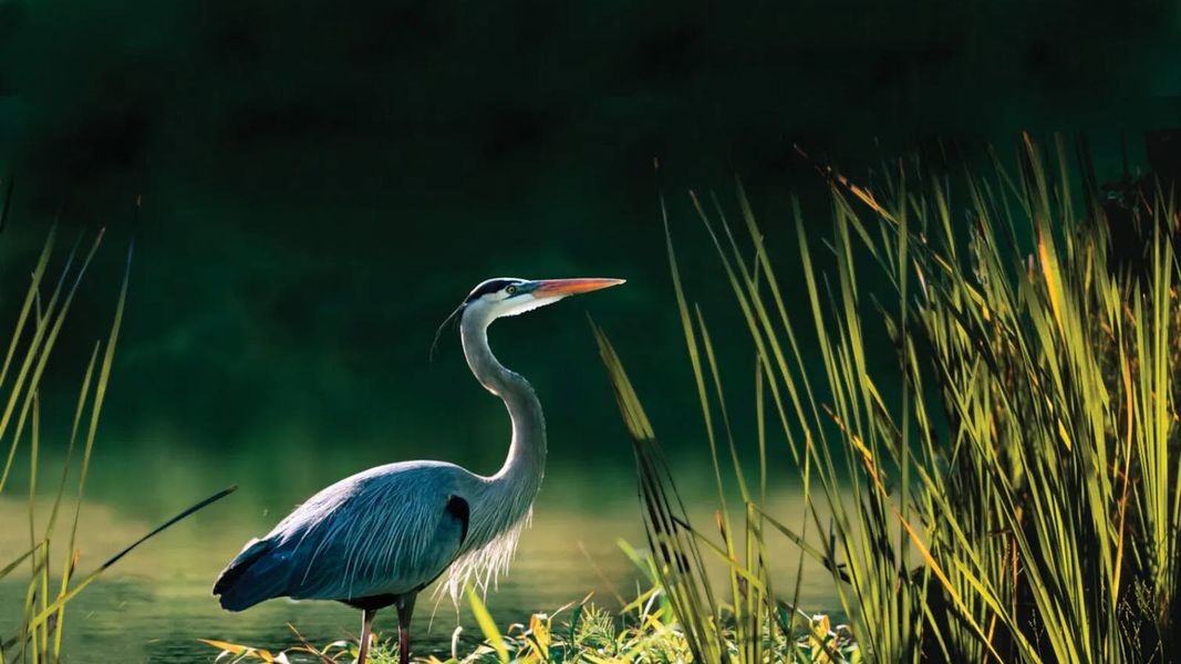 Natural surroundings and green spaces near Vistera of Venice Real Estate and Homes for Sale in Venice, FL - Neal Communities in Nokomis, FL (Image 27).