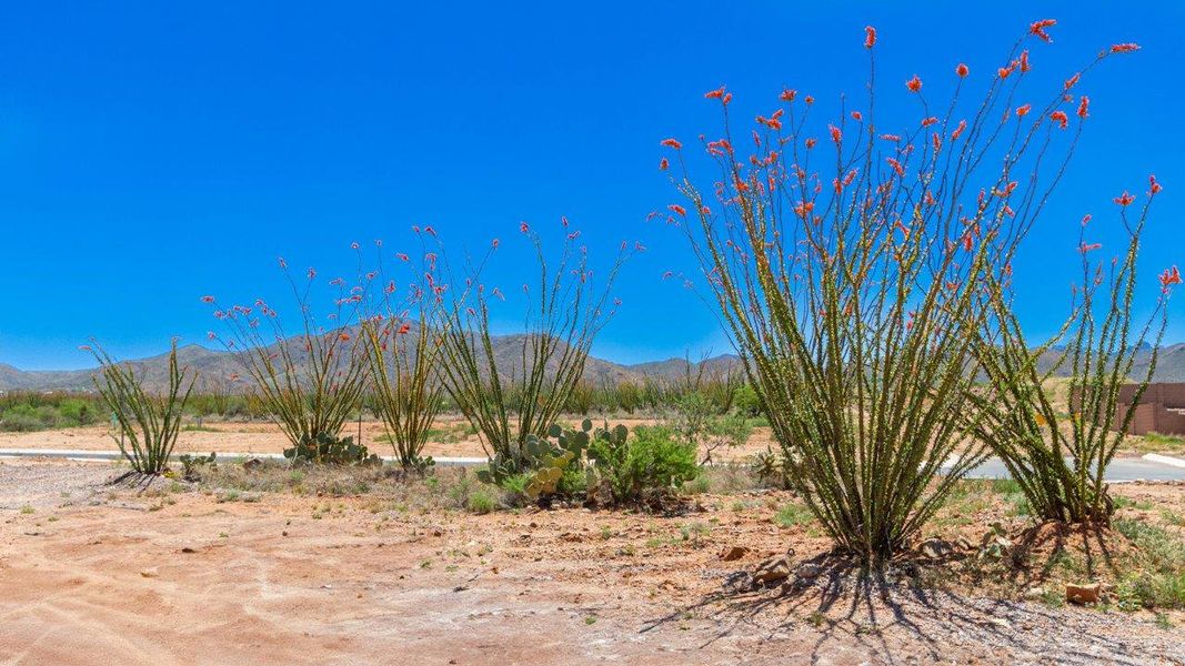 Image 56 of the Sycamore Vista community in Vail, AZ.