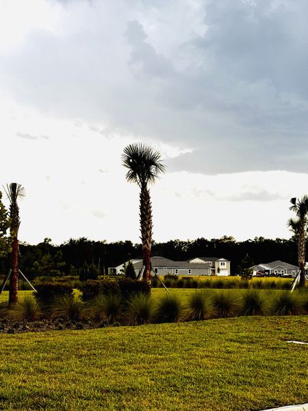 A serene landscape with palm trees and lush lawns in RiverTown - Springs by Mattamy Homes (St. Johns, FL). A serene landscape with palm trees and lush lawns in RiverTown - Springs by Mattamy Homes (St. Johns, FL).