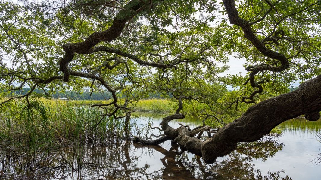 Natural surroundings and green spaces near Southshore Bay in Sunset Beach, NC (Image 15).