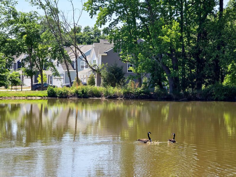 Canterbury Station Lake