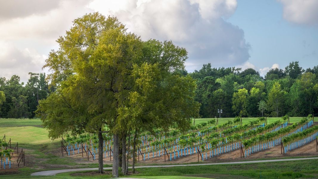 Natural surroundings and green spaces near Chambers Creek in Willis, TX (Image 21).
