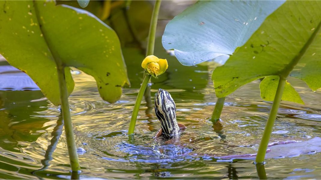 Close up of wildlife in pond Close up of wildlife in pond