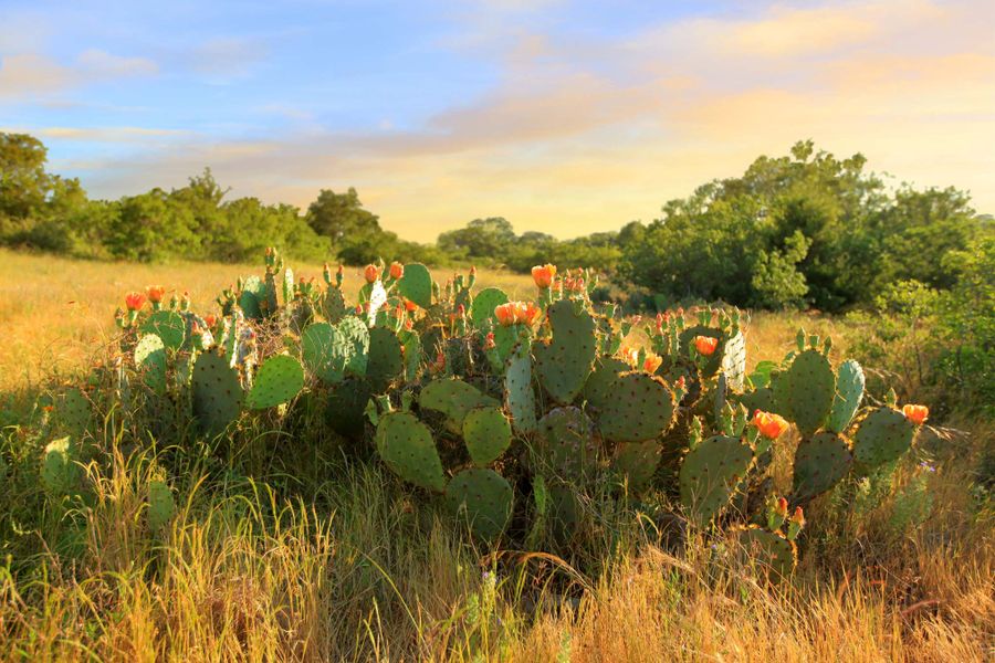 Natural surroundings and green spaces near Meyer Ranch in New Braunfels, TX (Image 35).