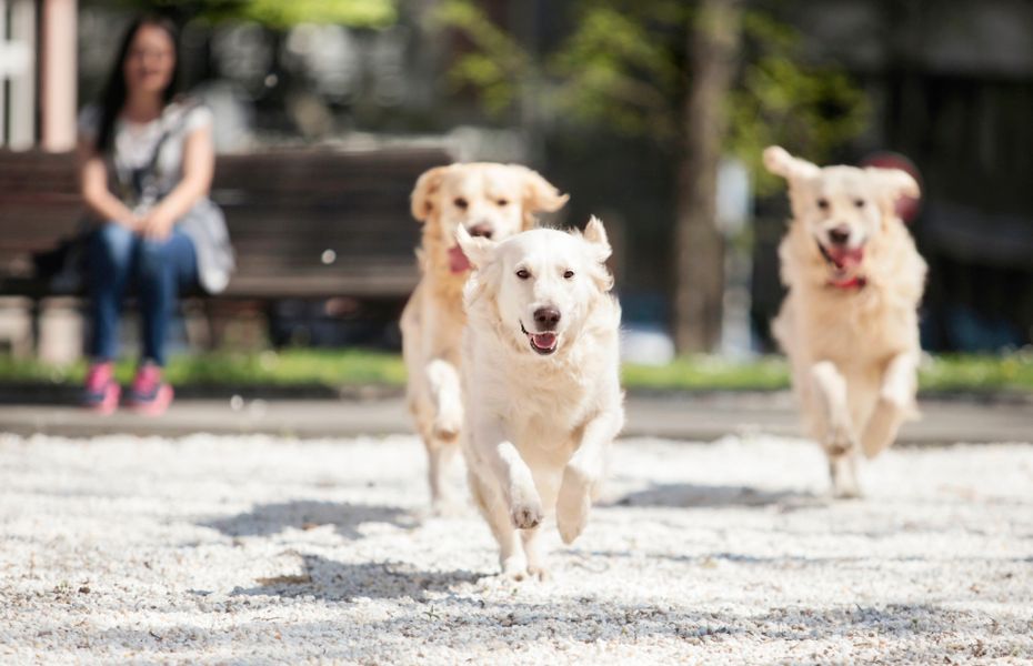 Image 4 of the Legends Crossing community in Irving, TX.