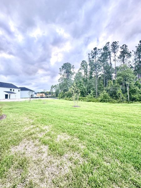 Expansive green lot with lush trees in Brook Forest by Dream Finders Homes (St. Augustine, FL).