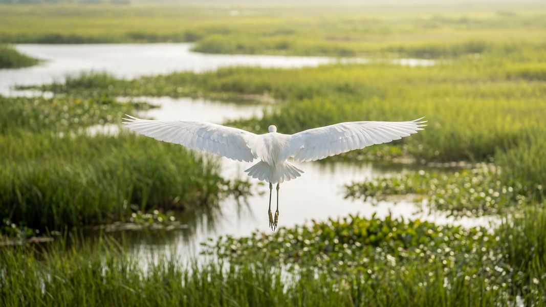 Natural surroundings and green spaces near Cypress Landing in Hardeeville, SC (Image 17). Natural surroundings and green spaces near Cypress Landing in Hardeeville, SC (Image 17).