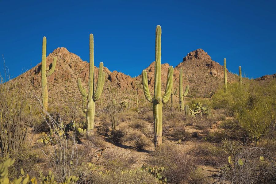 Natural surroundings and green spaces near Camilo at Santana in Yuma, AZ (Image 10).