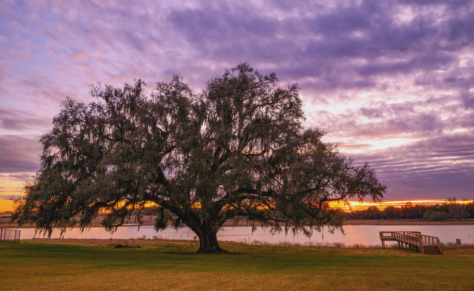 Natural surroundings and green spaces near West Hill Estates in Dade City, FL (Image 18).