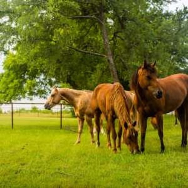 Image 5 of the Clements Ranch community in Forney, TX.