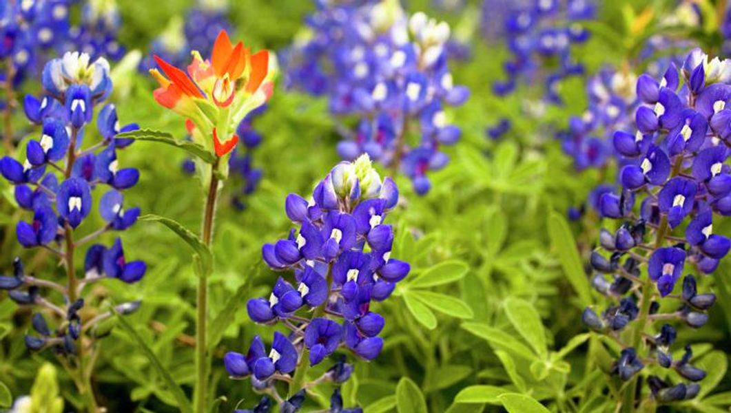 Close up of bluebonnets. Close up of bluebonnets.