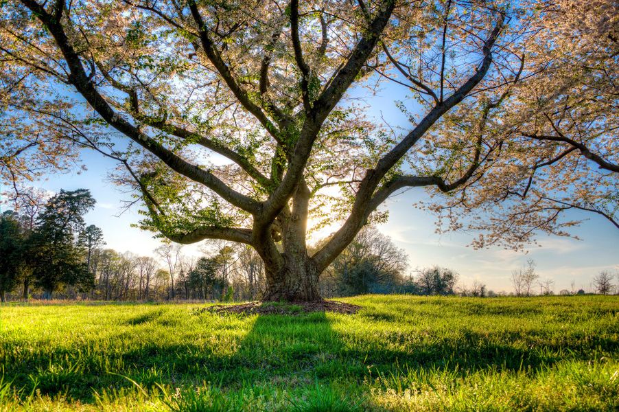 Natural surroundings and green spaces near McLean - Waterfront in Clover, SC (Image 11).